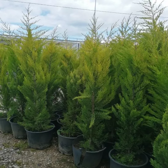 LİMONİ SERVİ FİDANI 150CM BOYUNDA