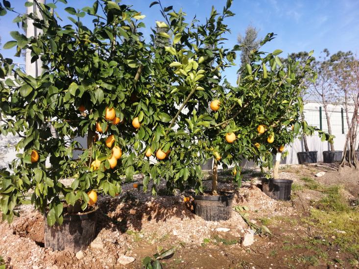 Limon Ağacı 5 Yaş Yetişkin.