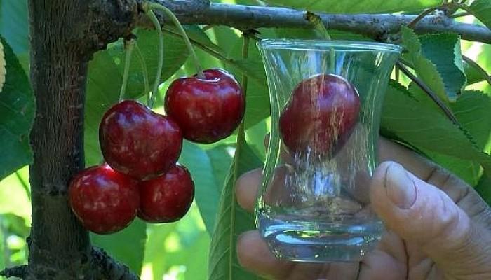 7 yaş lapseki kiraz fidanı