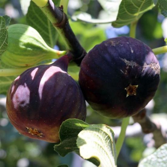 5 YAŞ SAKSILI İNCİR AĞACI
