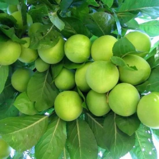 ERİK AĞACI