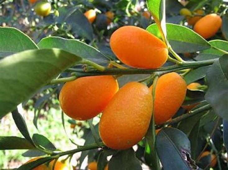 5 YAŞ SAKSILI KUMKUAT AĞACI