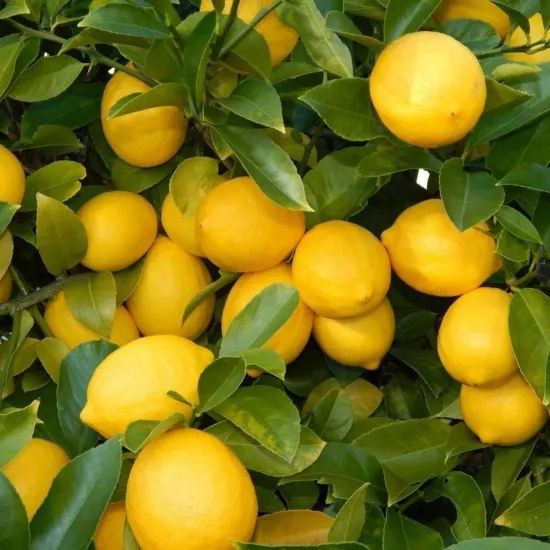 Limon Ağacı 5 Yaş Yetişkin.