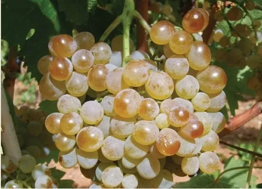 Narince Üzüm Fidanı