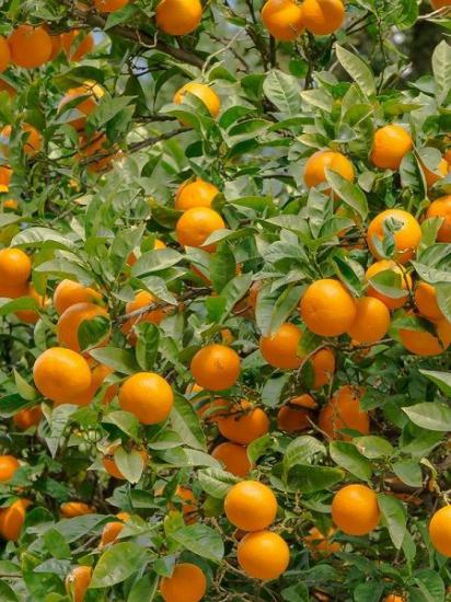 Portakal Ağacı Washington 8-9 Yaş Yetişkin.