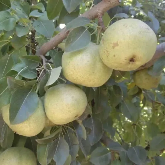 ARMUT AĞACI ANKARA