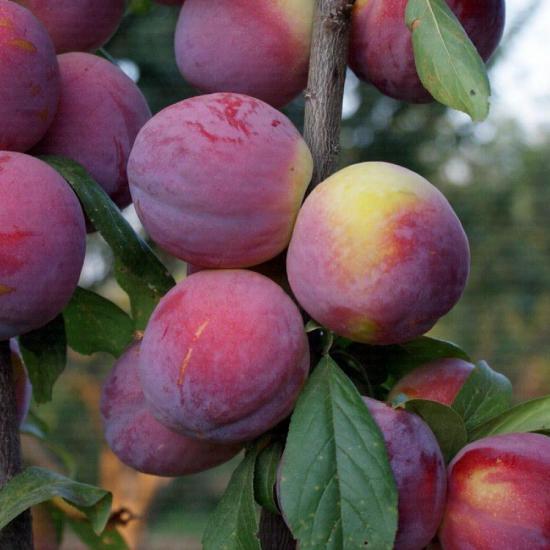 ERİK FİDANI FORTUNA 2-3 YAŞ