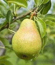 ARMUT AĞACI