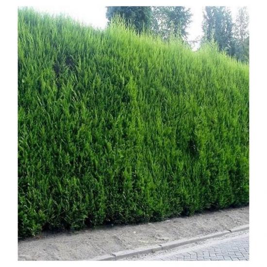 4 YAŞ LEYLANDİ ÇAMI 100CM BOYUNDA
