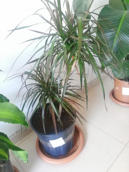 marginata salon bitkisi
