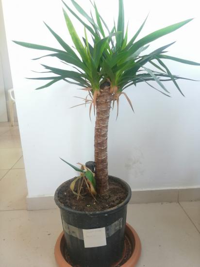 yucca salon bitkisi