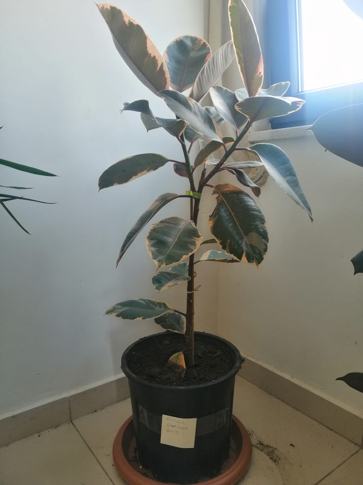 alacalı%20ficus%20elestica%20kaucuk%20salon%20bitkisi%201%20metre%20boyunda