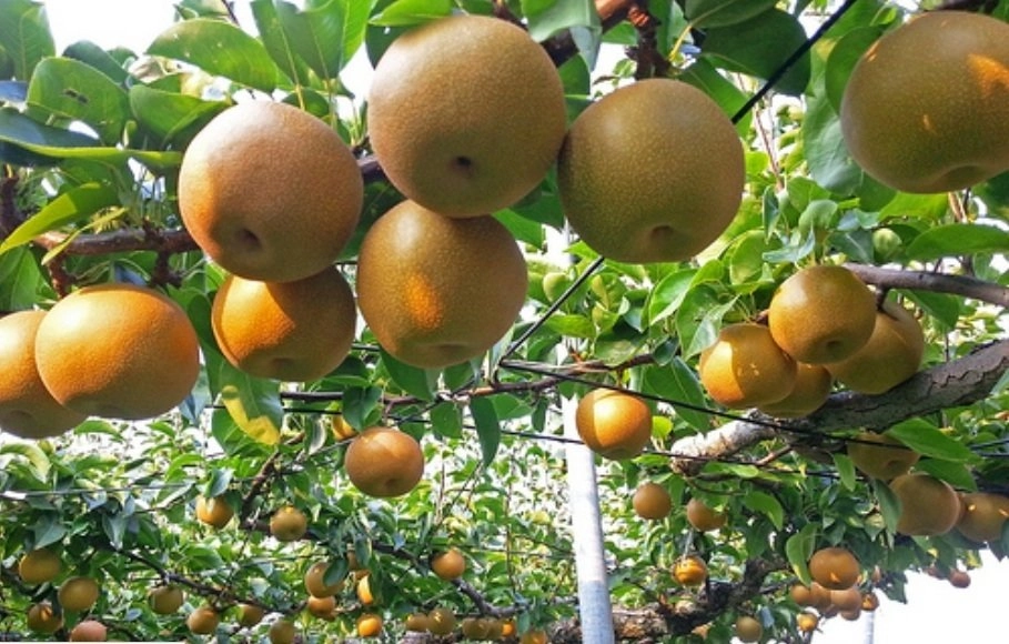 Her Çeşit Yetişkin Meyve Ağaçları.