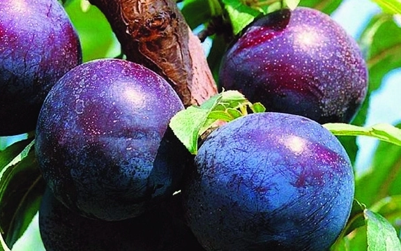 Her Çeşit Meyve Fidanları.