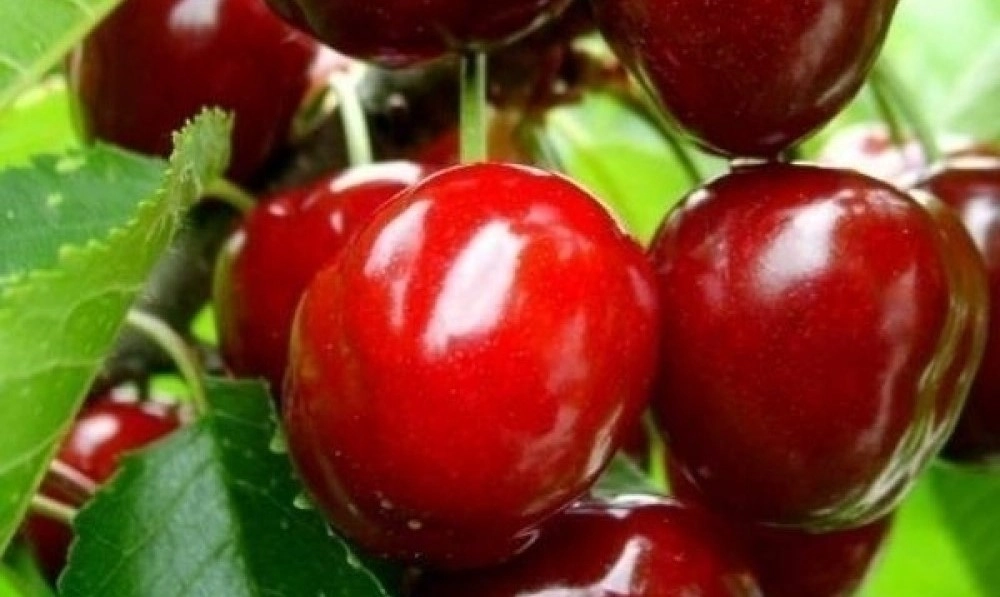 Meyve Fidanı Çeşitleri 2-3 Yaş Tüplü, Açık Köklü.