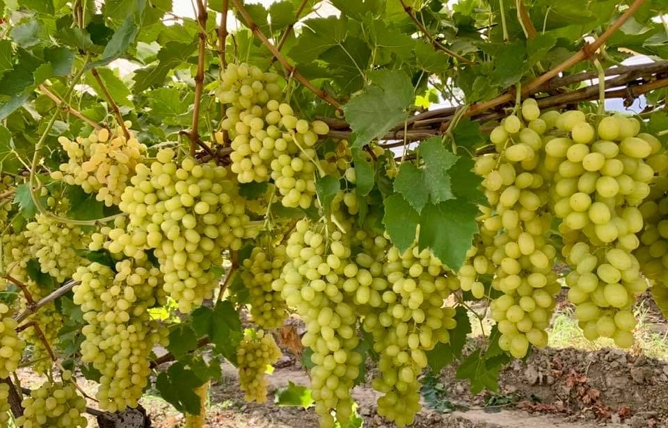 Sarmaşık Ve Çalı Türü Meyve Fidanları Tüplü