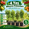 4 Yaş Meyve Fidanları