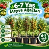 Her Çeşit Yetişkin Meyve Ağaçları.