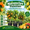 Narenciye Fidanları
