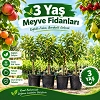 Meyve Fidanı Çeşitleri 3 Yaş Tüplü,