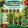Sarmaşık Ve Çalı Türü Meyve Fidanları Tüplü