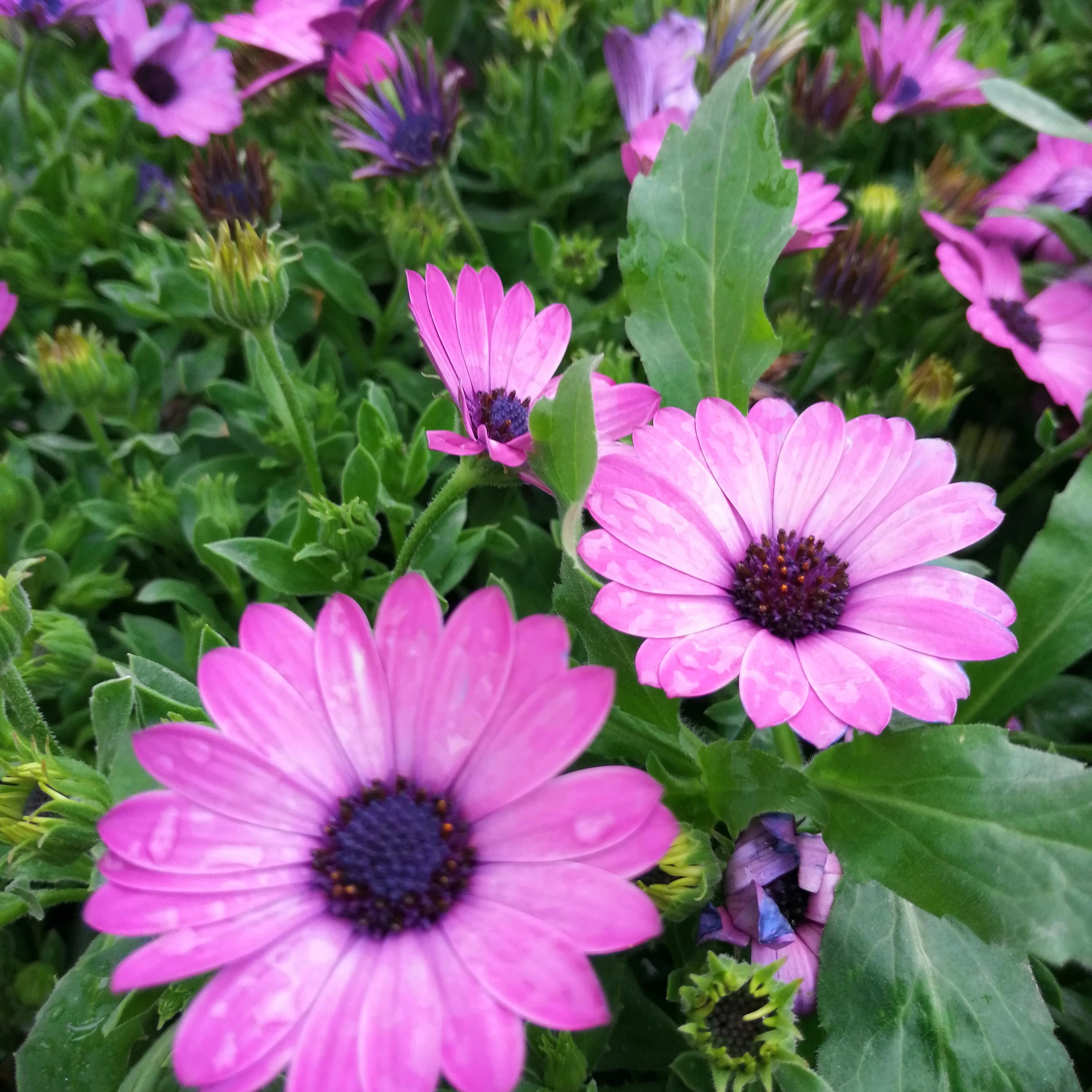 İç ve Dış Mekan Çiçek Çeşitleri