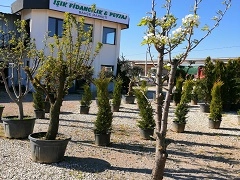 Meyve Fidanları Ve Yetişkin Meyve Ağaçları 