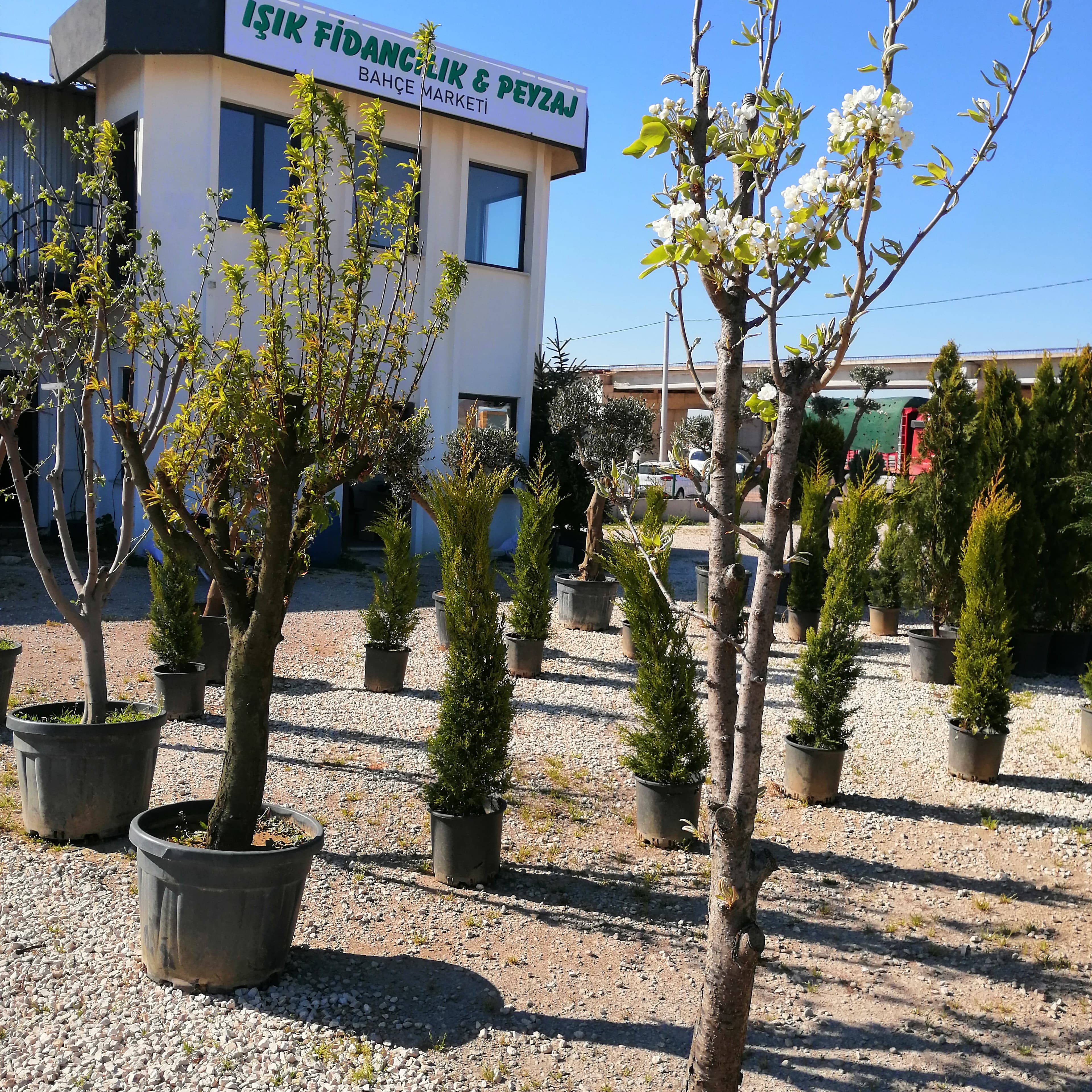Meyve Fidanları ve Ağaçları
