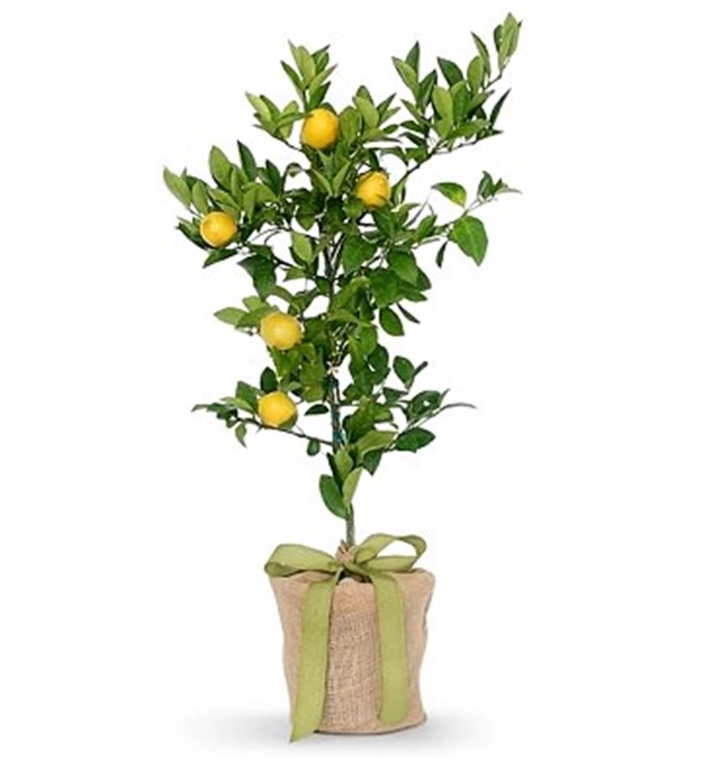 Saksı Toprağı Çiçek, Fide, Fidan Toprağı