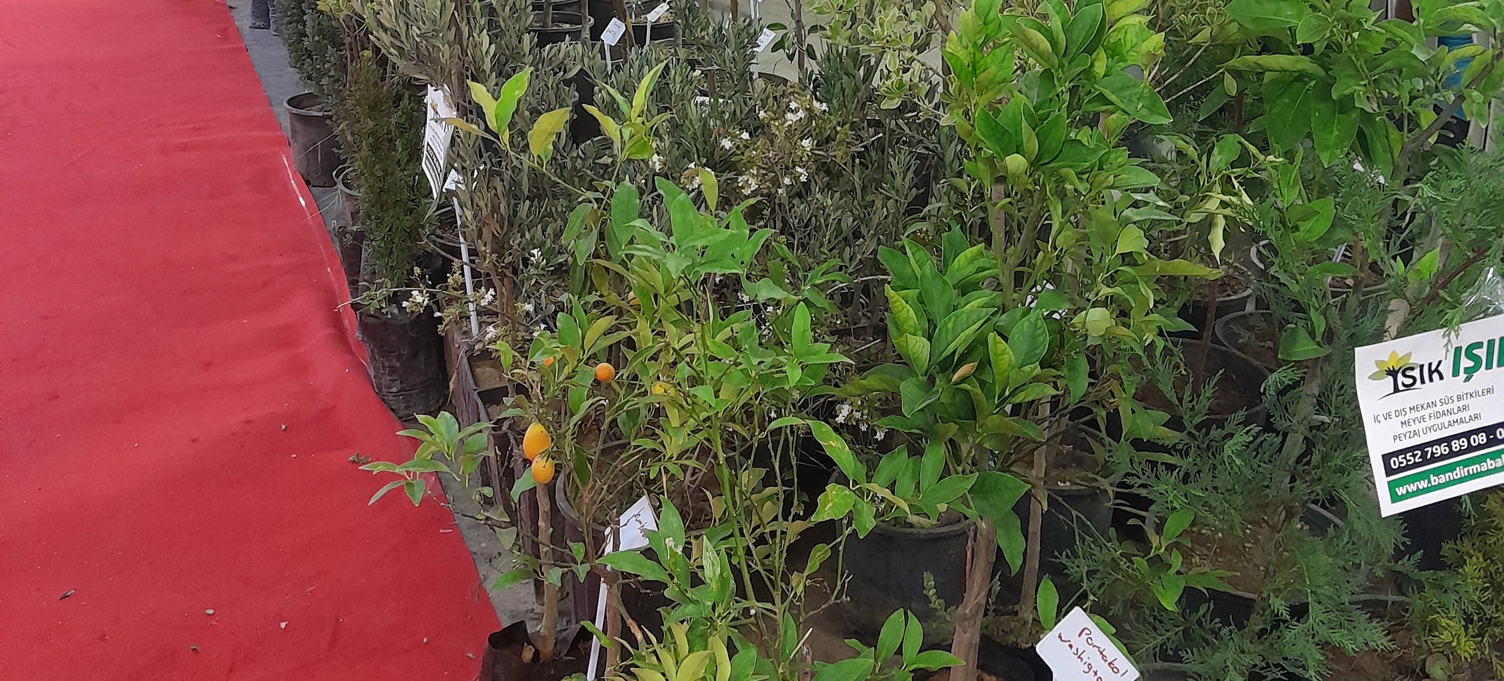 Fidancılık - Bandırma Bahçe Marketi