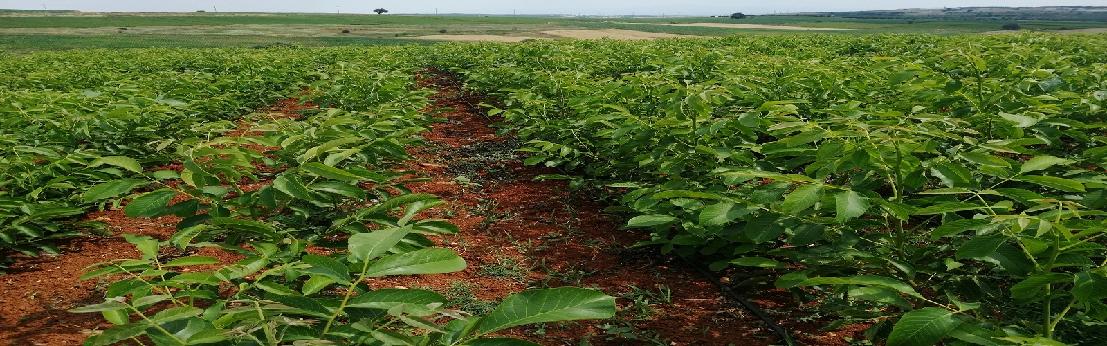 Aşısı Yapılan Meyve Fidanlarımızın Gelişim Döneminden.