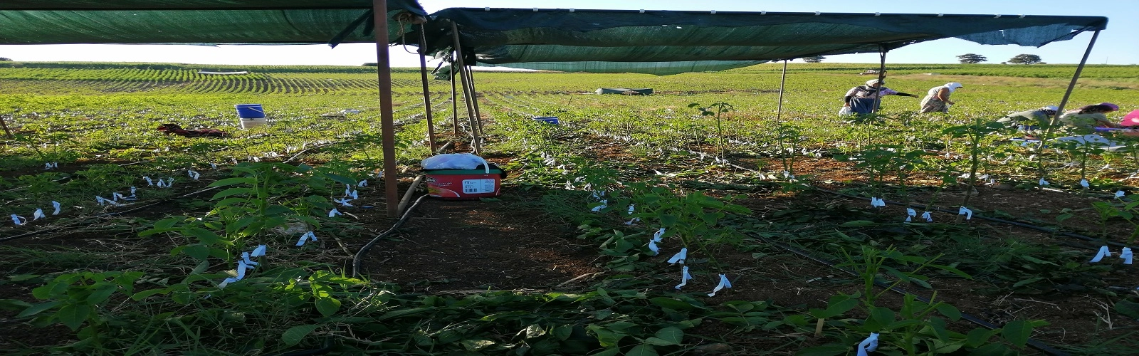 Meyve Fidanı Üretim Parselimizden Aşılama dönemi Çalışmalarımız.