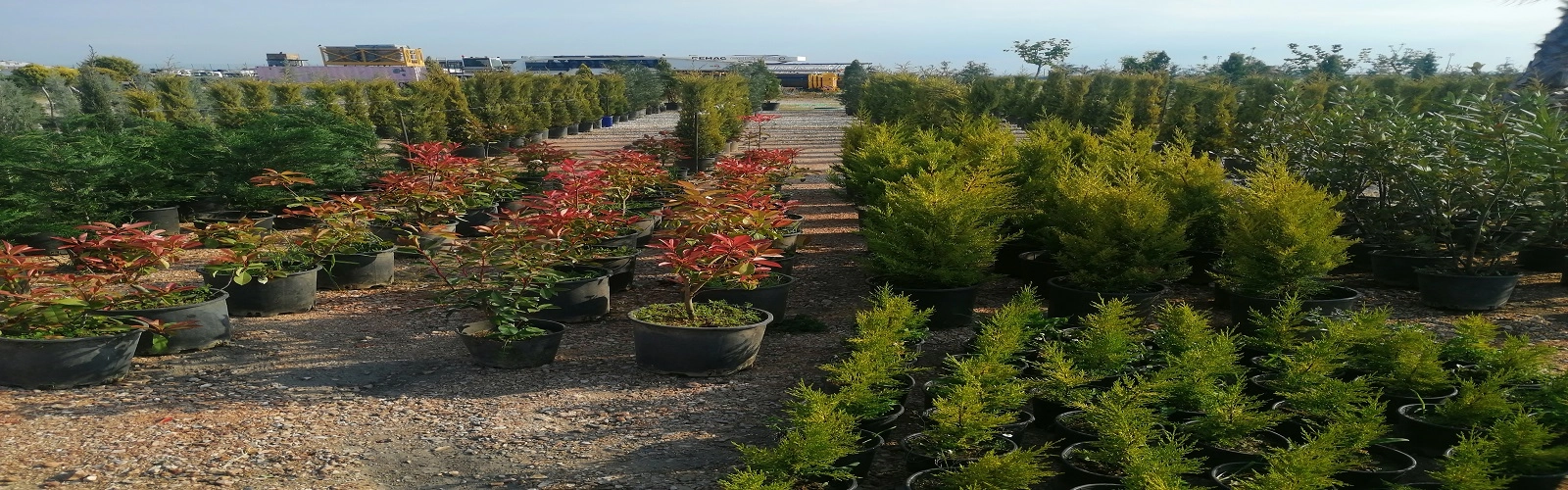 Süs Bitkilerimiz Ve Çit Bitkilerimiz