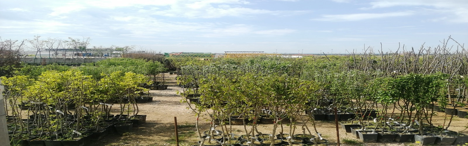 Meyve fidanlarımız 4-5 Yaş Yetişkin